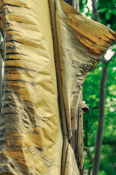 Detailed texture of a dried banana leaf with prominent parallel veins and natural wrinkles