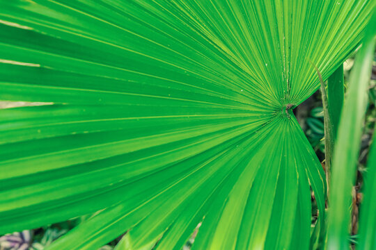 Radial pattern of a large fan palm leaf (Livistona) with prominent segments and parallel veins