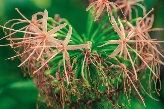Inflorescence of Scadoxus multiflorus katharinae after blooming. Wilted floral parts