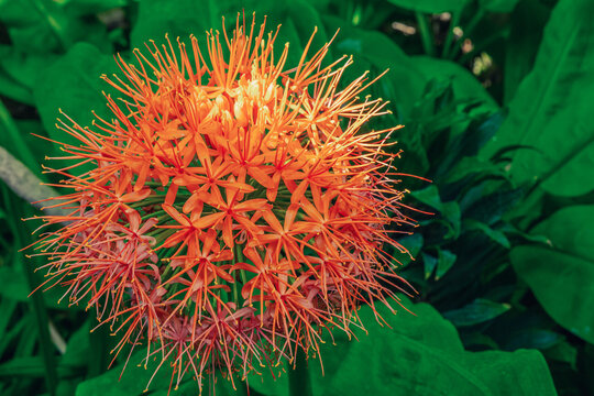 Inflorescence of Scadoxus multiflorus katharinae with long stamens radiating from a central cluster