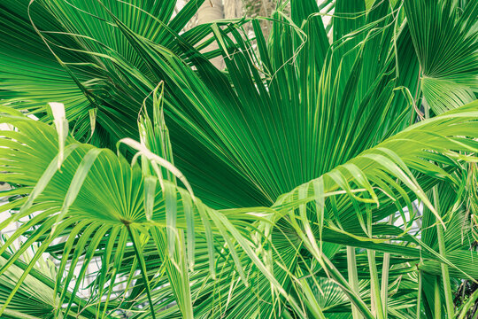 Fan-shaped palm leaf with radiating segments, drooping tips. The foliage creates a rhythmic pattern