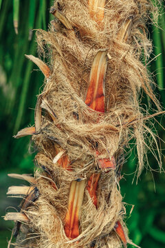 Fibrous texture of a palm trunk base with remnants of leaf petioles. Blurry Livistona leaves