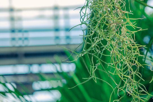Pendant Tillandsia usneoides (Spanish Moss) with thin, curly green leaves. Close-up with tiny buds