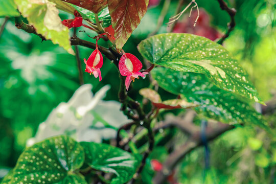 Flowering spotted Begonia (Angel Wing) with distinct silver dots on green leaves