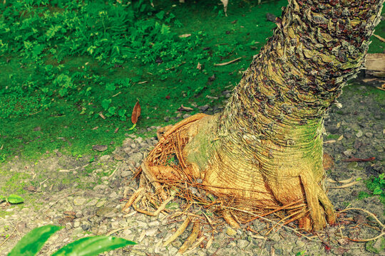 Dioon spinulosum trunk surface. Detailed texture of geometric, rough leaf scars forming patterns against heavily blurred natural tropical greenery background
