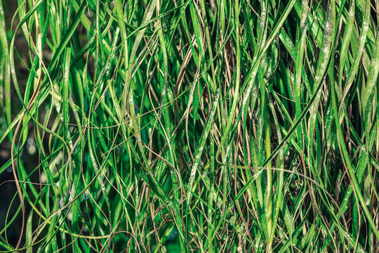 Dense texture of long thin green grass blades tangled together. Close up of organic linear pattern