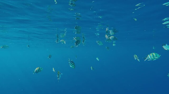 School of Indo-Pacific Five-banded Sergeant, Abudefduf vaigiensis swimming in the blue water and feeding beneath its surface and mirroring in it, under bright sunlight in a calm sea