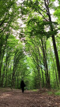 Distant silhouette of a woman in black walking through Codrii Pascanilor forest, with magical sunbeams streaming through the green trees.