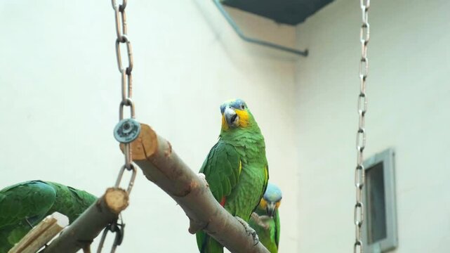 green parrots with blue foreheads and yellow markings perch on wooden branches in enclosure. blue-fronted amazon parrots display vibrant plumage colors. amazon parrots attract bird enthusiasts