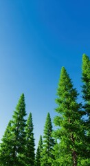 Fototapeta premium Towering green pine trees reach toward a vibrant clear blue sky, capturing the serene essence of a peaceful afternoon deep in the woods, canopy, bright, wallpaper