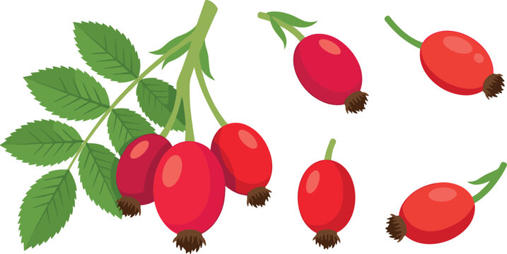 Fresh red rosehip berries branch vector illustration set with green leaves isolated on white background for herbal tea medicinal food product design
