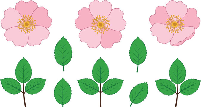 Beautiful pink wild rose flowers and green leaves vector illustration set isolated on white background for botanical spring wedding floral graphic design