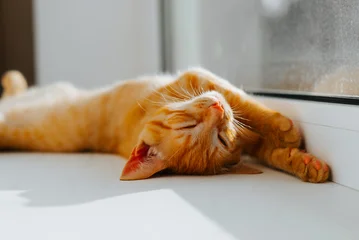 A small orange cat rests on a windowsill with its body stretched out and eyes closed. Sunlight streams in, creating a warm and comfortable environment for the pet © Sergio