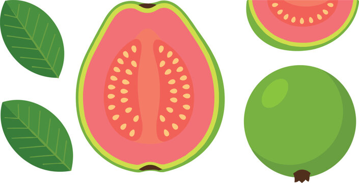 Fresh tropical pink guava fruit vector illustration set with whole half sliced pieces and green leaves isolated on white background for food beverage design