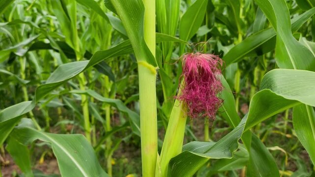 close-up of a young green corn cob growing on a stalk, showcasing vibrant red and pink corn silk in the morning sunlight.