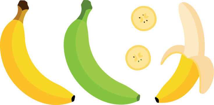 Fresh yellow banana green plantain vector illustration set with whole peeled and sliced round pieces isolated on white background for healthy fruit recipe design