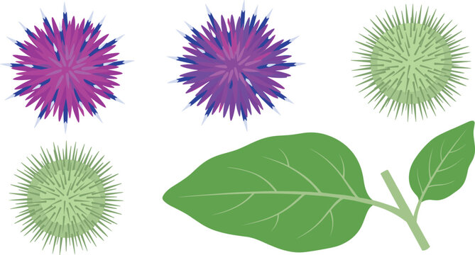 Burdock plant vector illustration set with purple flowers spiky green burrs and leaves isolated on white background for medicinal herbal remedy graphic design