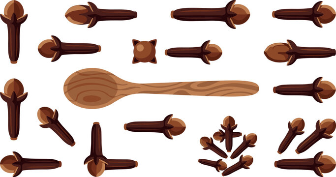 Aromatic dried cloves spice vector illustration set with a wooden spoon isolated on white background for culinary cooking and food menu graphic design