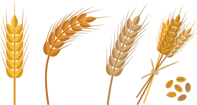 Golden wheat spikes and barley ears vector illustration set with grains isolated on white background for agriculture bakery and beer graphic design