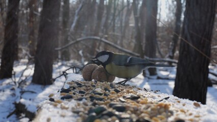 Cute tit bird pecking food from open feeding trough at snowy forest. Beautiful tomtit eating meal from wood feeder at sunny snow woodland. The scene captures care for wildlife and harmony of nature © ExpressVectors