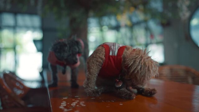 two adorable toy poodle dogs relaxing on wooden table in cozy cafe interior, cute and playful small puppies at soft bokeh indoor background 4k