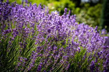 Fototapeta premium Blooming purple lavender flowers as background.