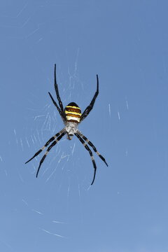 蜘蛛の巣にとまる大きな蜘蛛　コガネグモ　日本