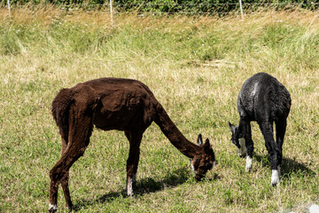 Fototapeta premium alpaka tier natur lama