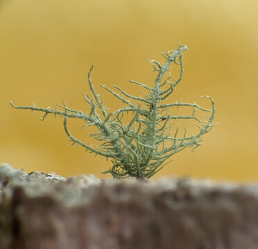 Macro Close Up of Beard Lichen (Usnea sp.) Growing on Tree Bark