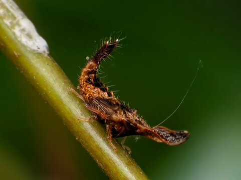 Detailed Macro Portrait of a Prawn Hopper Leafhopper Nymph in Natural Habitat