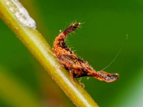 Macro Close Up of a Hylicinae Leafhopper Nymph Perched on Green Leaf