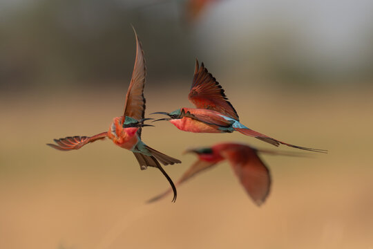 Southern carmine bee-eaters squabbling 