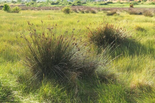 Scenic view of tussocky Juncus pasture with a green valley and bushes in the background