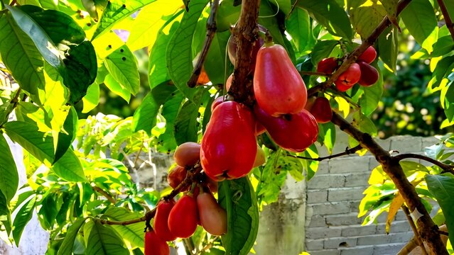 Fresh Ripe Red Wax Apples Hanging from a Branch with Green Leaves in a Tropical Garden