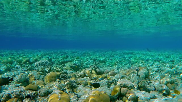 Beautiful flat-top on shallow coral reef is mirrored on the water's surface at calm, with multicolored tropical fish swims above the corals. Marine life on shallow coral reef during the doldrums