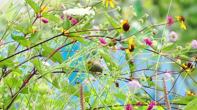 カラフルな花の咲く花畑に降りて来て種をモリモリ食べているカワラヒワたちの様子。風に揺れる植物。鳥の重さでゆらゆらと揺れる植物の様子。