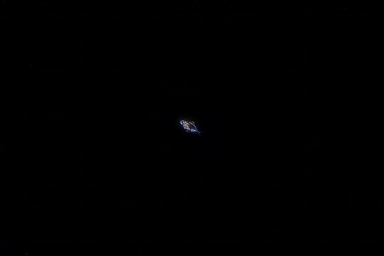 Glint in the Abyss: Blackwater Shot of a Tiny Larval Lanternfish Floating in the Deep Ocean off Palm Beach, Florida