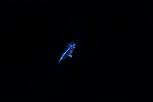 Silvery Wanderer: Blackwater Shot of a Larval Halfbeak Fish Swimming in the Deep Ocean off Palm Beach, Florida