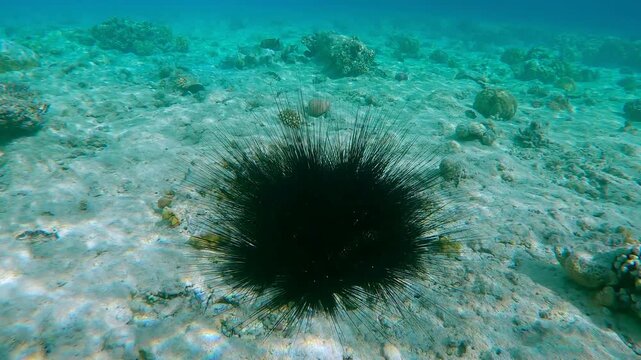 View from above of a conglomerate of Black Long Spined Sea Urchins, Diadema setosum, gathered on the sea bottom of an inner shallow coral reef in a background of turquoise water surface in daylight
