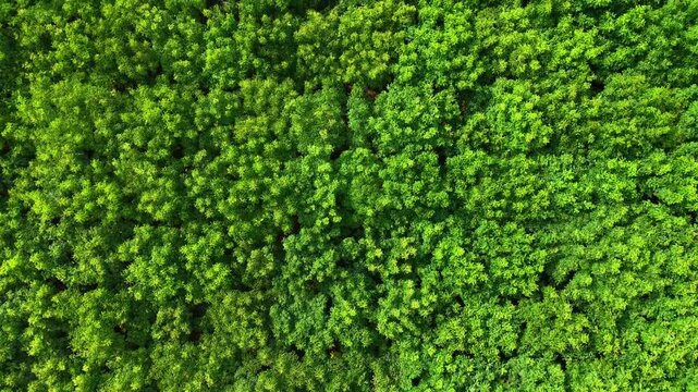 aerial view of dense forest canopy with green foliage