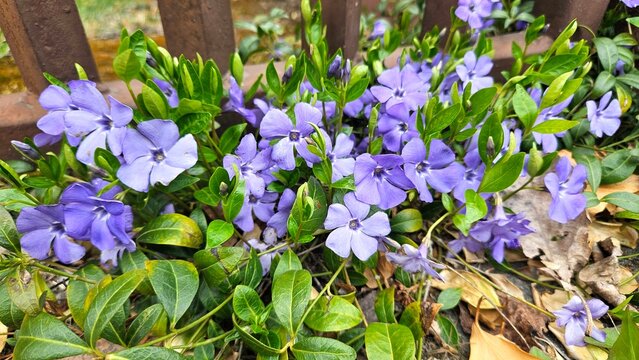 Beautiful purple periwinkle flowers blooming in spring garden. Vinca minor with green leaves growing near a brown metal fence.