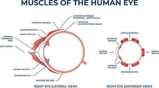 Human Eye Muscles Anatomy Medical Infographic Vector Illustrating Extraocular Muscles Lateral and Anterior Eye Views for Ophthalmology and Biology Education