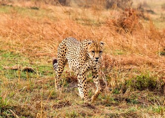 Cheetah walking towards the viewer in dry grass © Michael