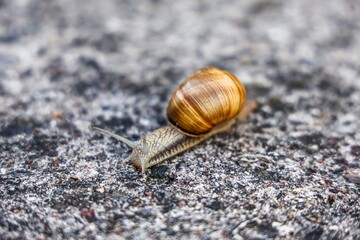 Snail slowly crawling on textured ground surface © Michael