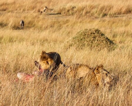 Lions eating prey in grass with hyenas watching