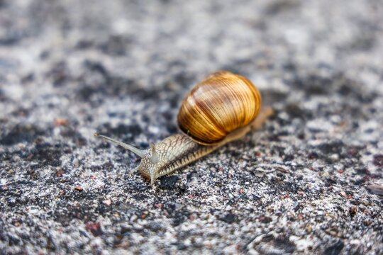 Snail slowly crawling on textured ground surface