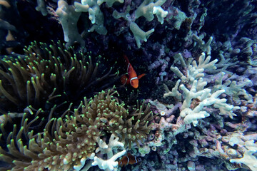 clown fish on coral reef © Grace C.