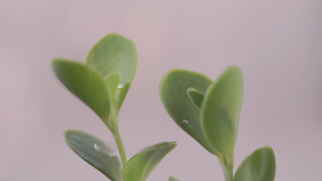Rain drops on green sedum plant