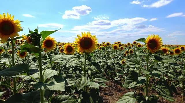 Single common sunflower (Helianthus annuus) flowering beneath a cloudless blue sky