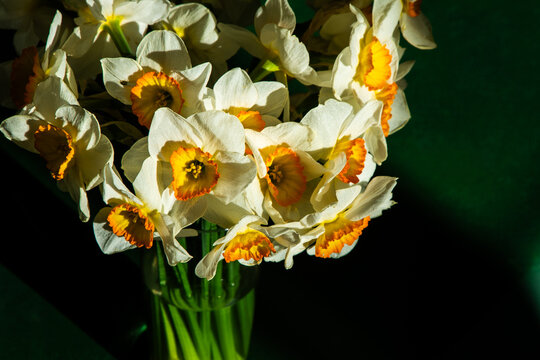 Bouquet of White Daffodils with Orange Center in Glass Vase on Green Background. Narcissus yellow Flower Bud